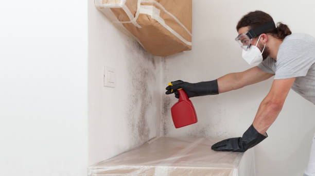 Professional Black Mold Removal technician working in Grantville, PA